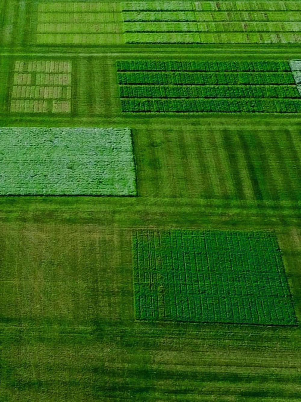 FM 112-DT Alfalfa Mix